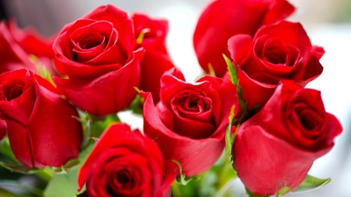 Gül nasıl çoğaltılır?