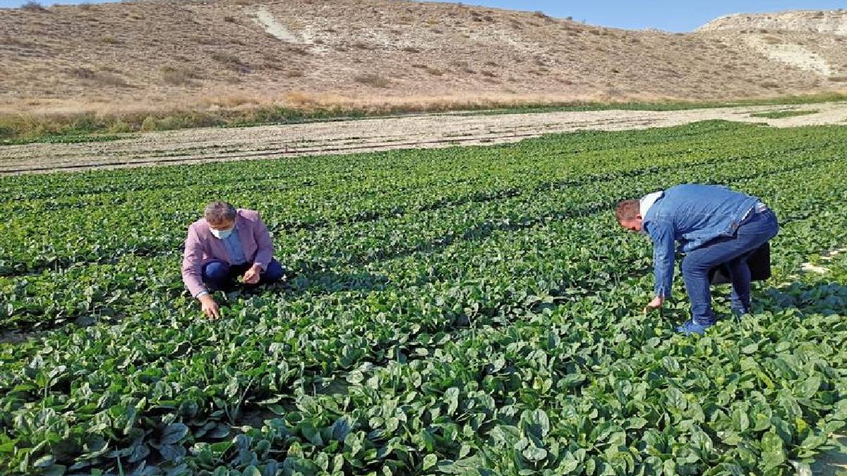 8 ay boyunca kesintisiz üretiliyor! Tarladan 7 TL’ye çıkıyor Pazarda 20 TL’ye satılıyor! Bu yıl demir depoları da boş kalacak