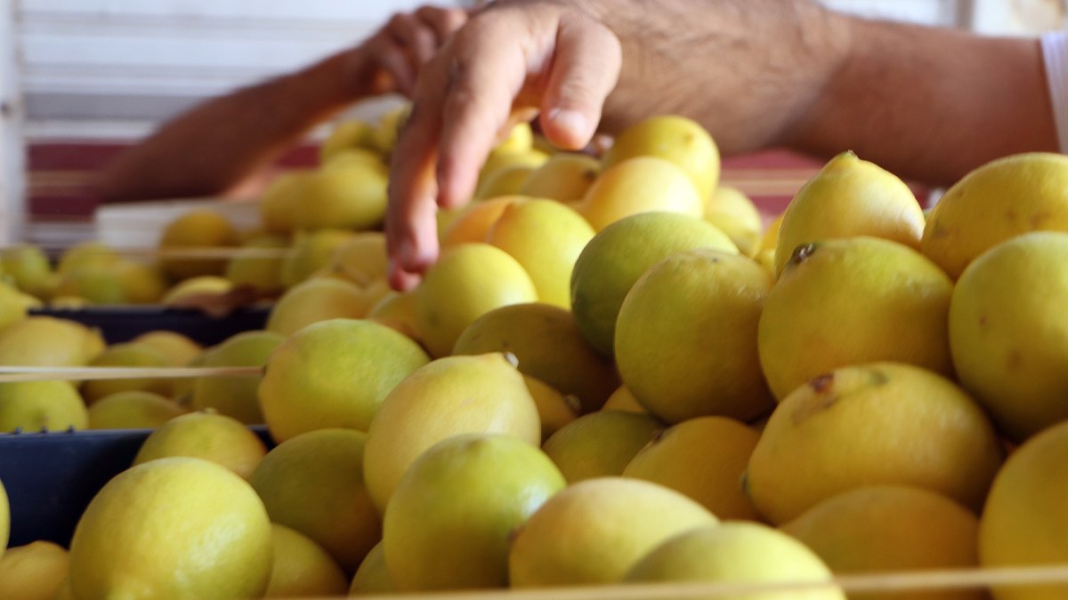 Üreticiden markete makas açılıyor: Limon tarlada 2 TL, markette 13 TL