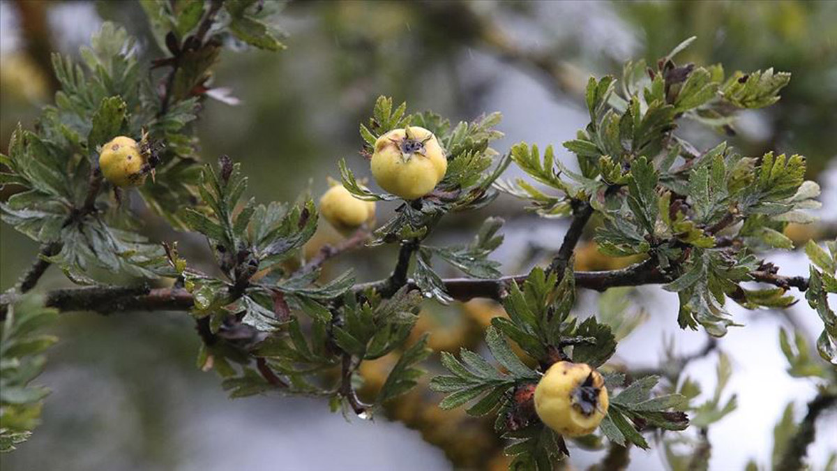 Bu meyvenin yaprağının çayı hem şekere hem de kalbe ilaç gibi geliyor! Dağda taşta her yerde yetişiyor