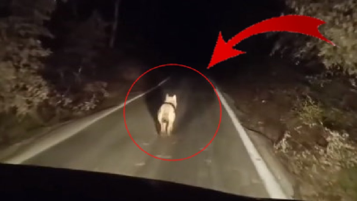 Bingöl'de yaşayanlar kapınızı pencerenizi sıkı kapatın! Sürü halinde merkeze kadar indiler: O vahşiler her yerde yiyecek arıyor