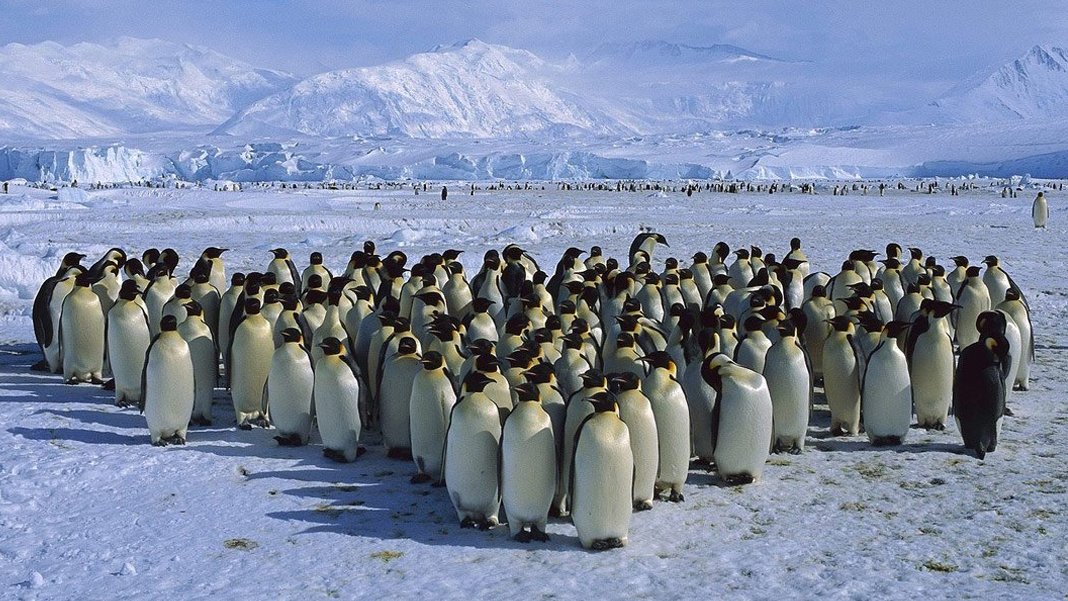 Bazı penguenler dört saniyelik uykuyla hayatta kalıyor