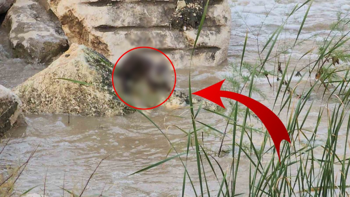 Çayın ortasında nadir görülen canlı ortaya çıktı! Görenler telefonuna sarıldı: Hem de 3 tane birden