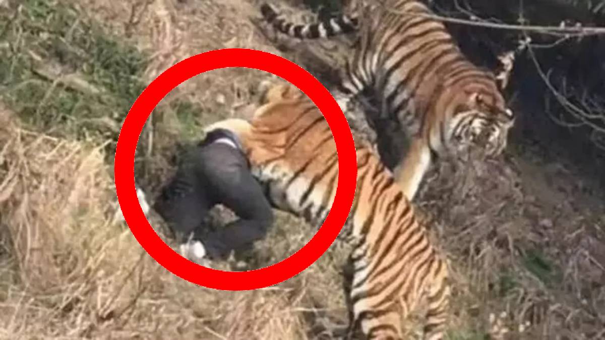 Hayvanat bahçesine kaçak gireyim derken hayatından oldu! Geçtiği bölüm öyle bir yere çıktı ki, resmen yem oldu