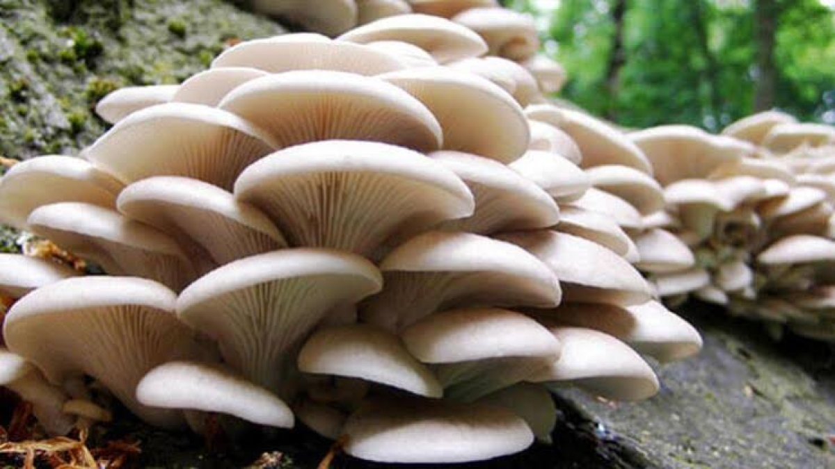 Kahve telvesini toprağa ekti mantar yetişti! Yerli tohumu kapış kapış gidecek