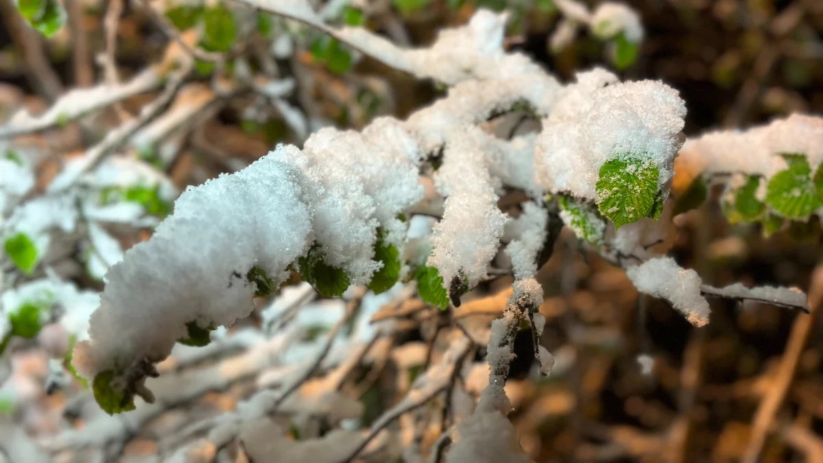 Yüzbinlerce çiftçiye uyarı yapıldı! Bu gece nöbet tutun... Karadeniz, İç Anadolu ve Doğu Anadolu dikkat
