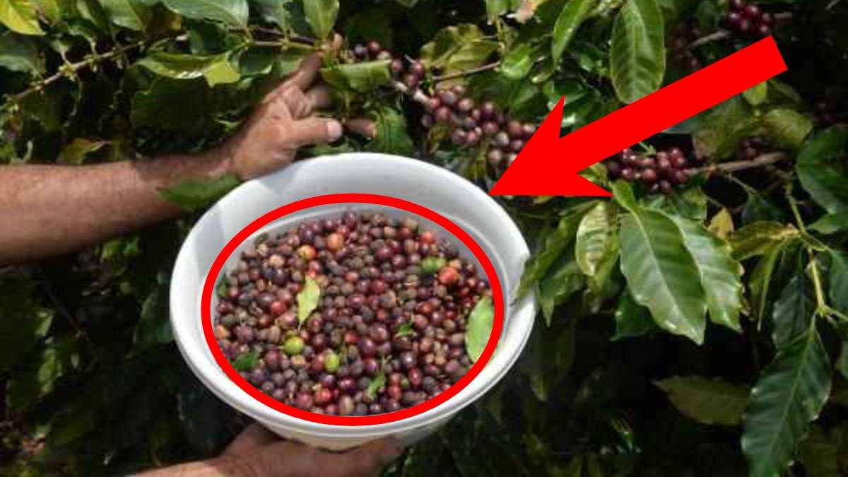 Türkiye’de yetişmez dediler, 87 yıldan sonra bir ilki başardılar! Artık ithal ürüne gerek kalmayacak: Yerli, kaliteli ve ucuz