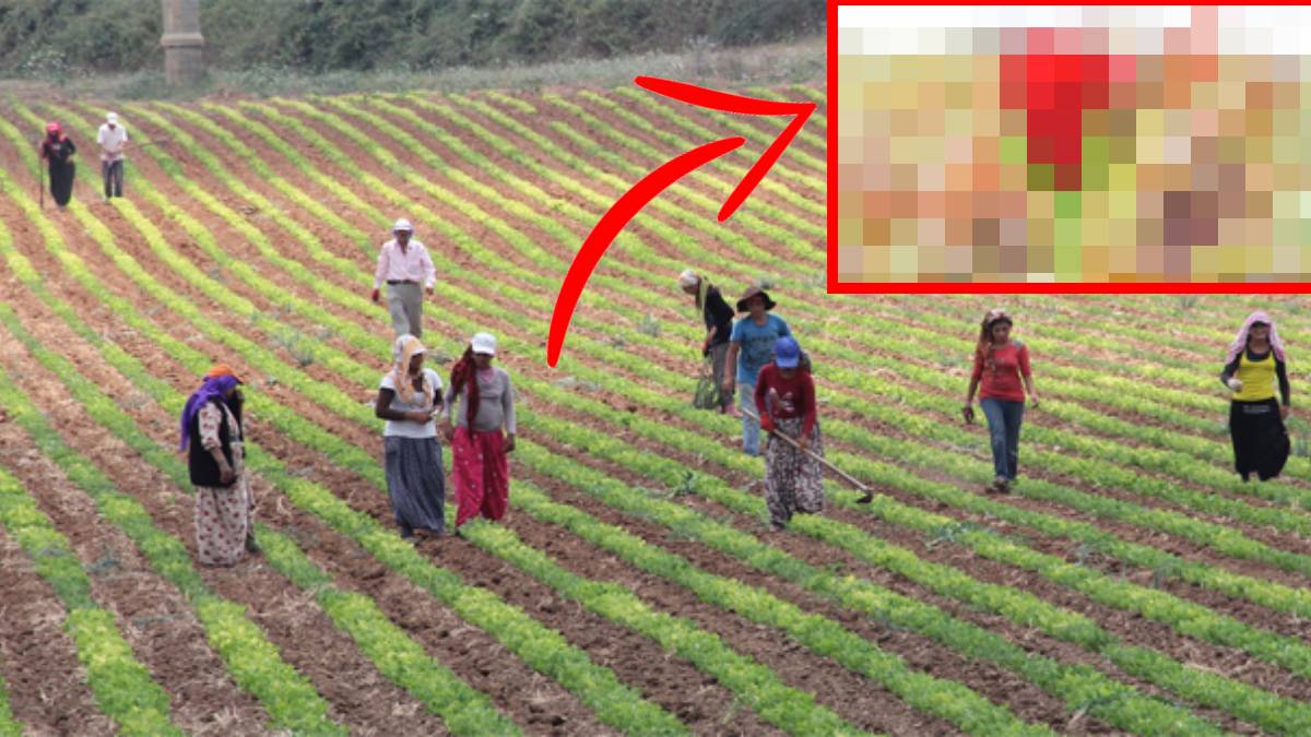 Resmen altın ekip topluyorlar! Limonu, portakalı söken bunu dikti: Müthiş bir kazancı var