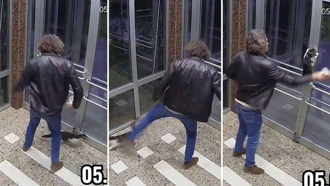 Kedilere eziyet eden Aytuğ Koyuncu'ya 5 ay hapis cezası