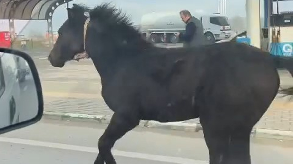 Görenler inanamadı! Başıboş tay trafikte araçlarla yarıştı