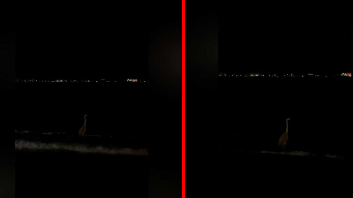 Sosyal medyada gündem oldu! Bir kuşun deniz kenarındaki efkarlı hali kameralara yansıdı