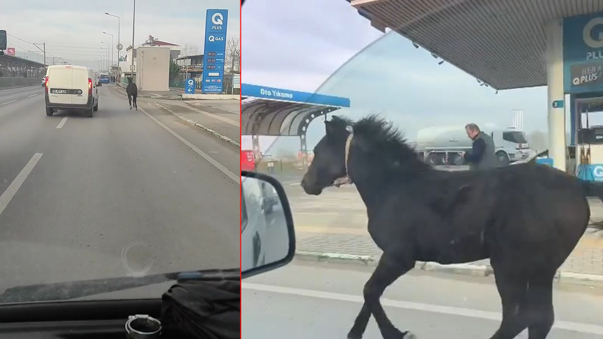 Bulunduğu yerden kaçan tay caddedeki arabalarla yarıştı! Resmen deli fişek, hızını görenler hayretler içinde kaldı