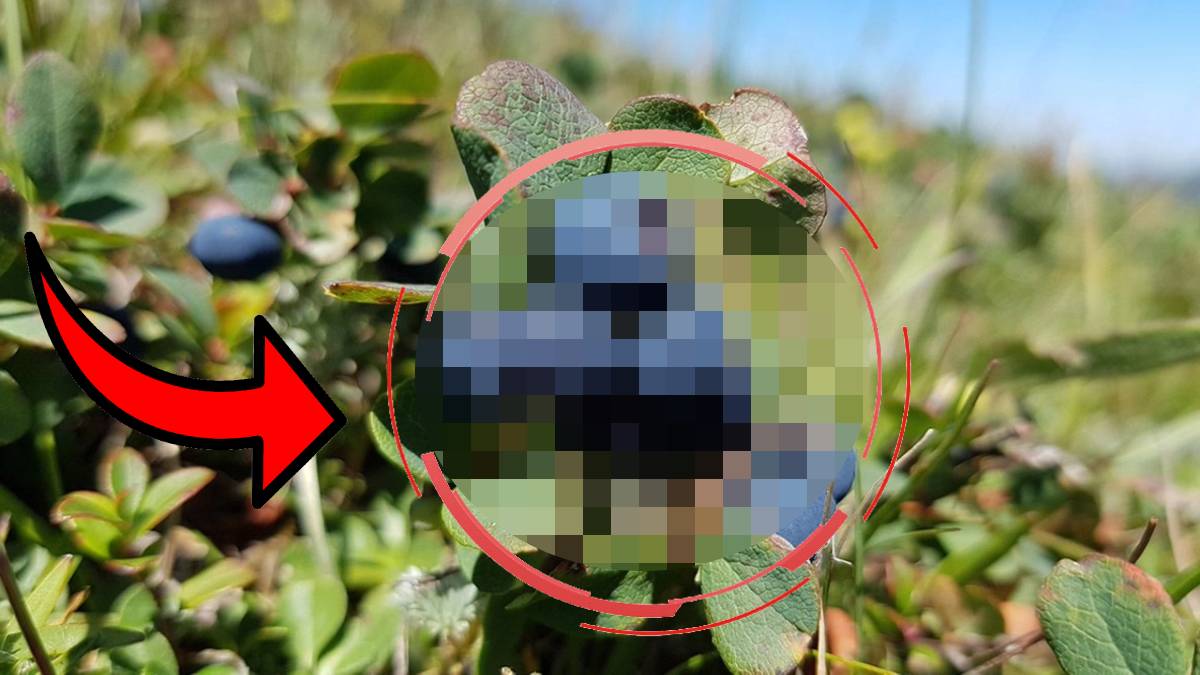 Ruslar bu yiyeceği akın akın alıyor! Sıfır maliyetle toplanıyor, satan köşeyi dönüyor... Doğadan gelen bedava antibiyotik