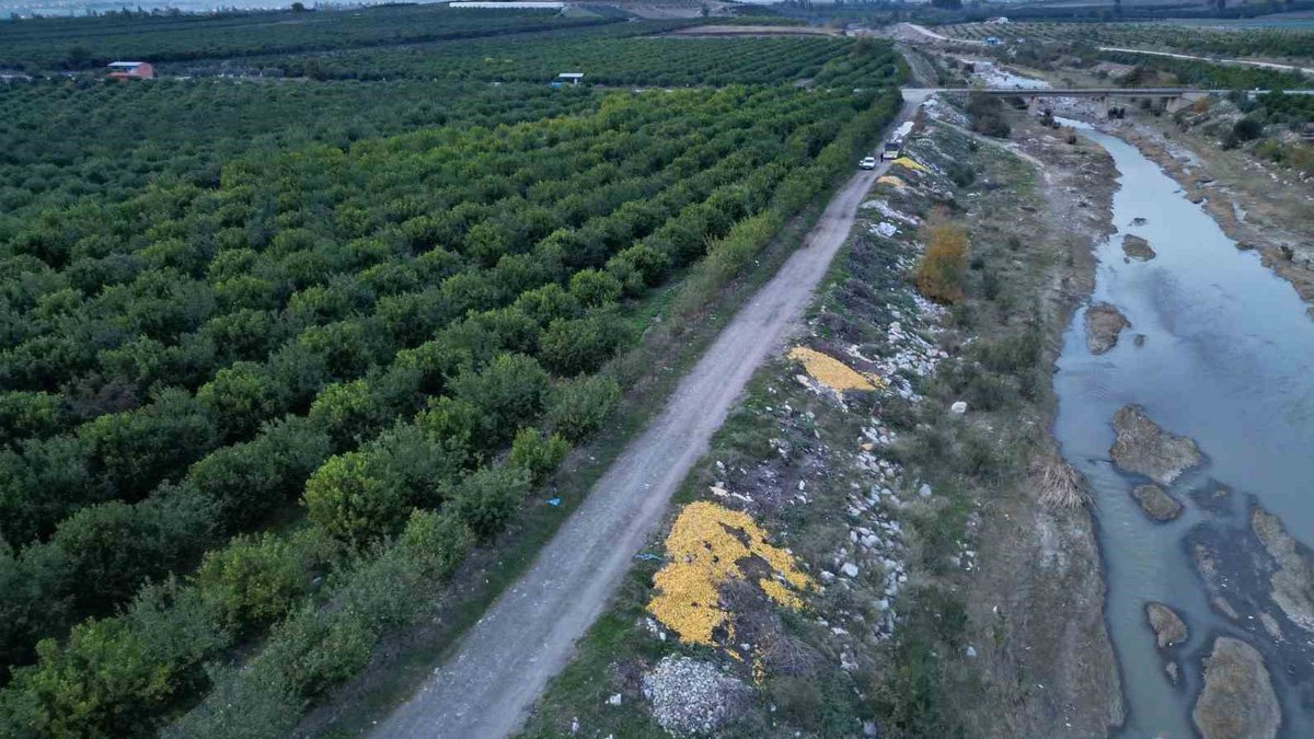 Görenler hayrete düştü! Tonlarca limonu dere yatağına döktüler