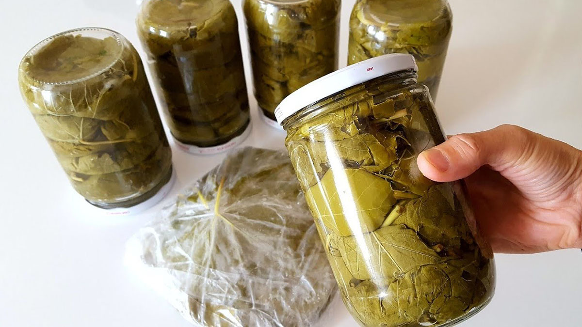 Salamura asma yaprağını böyle saklayın! Aylarca erimeden taptaze kalıyor: İşin püf noktası meğer buymuş