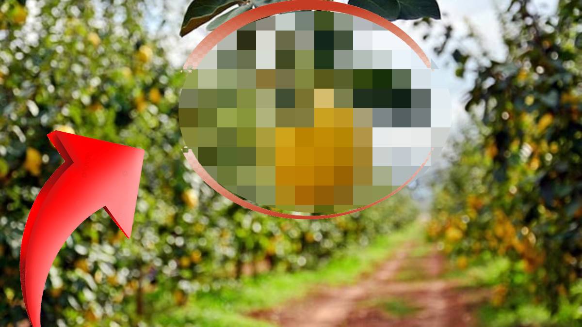 Kışın talep gören meyvenin hasadı başladı! Yurt dışı pazarında da yerini aldı… Hem sağlıklı hem gelir kaynağı