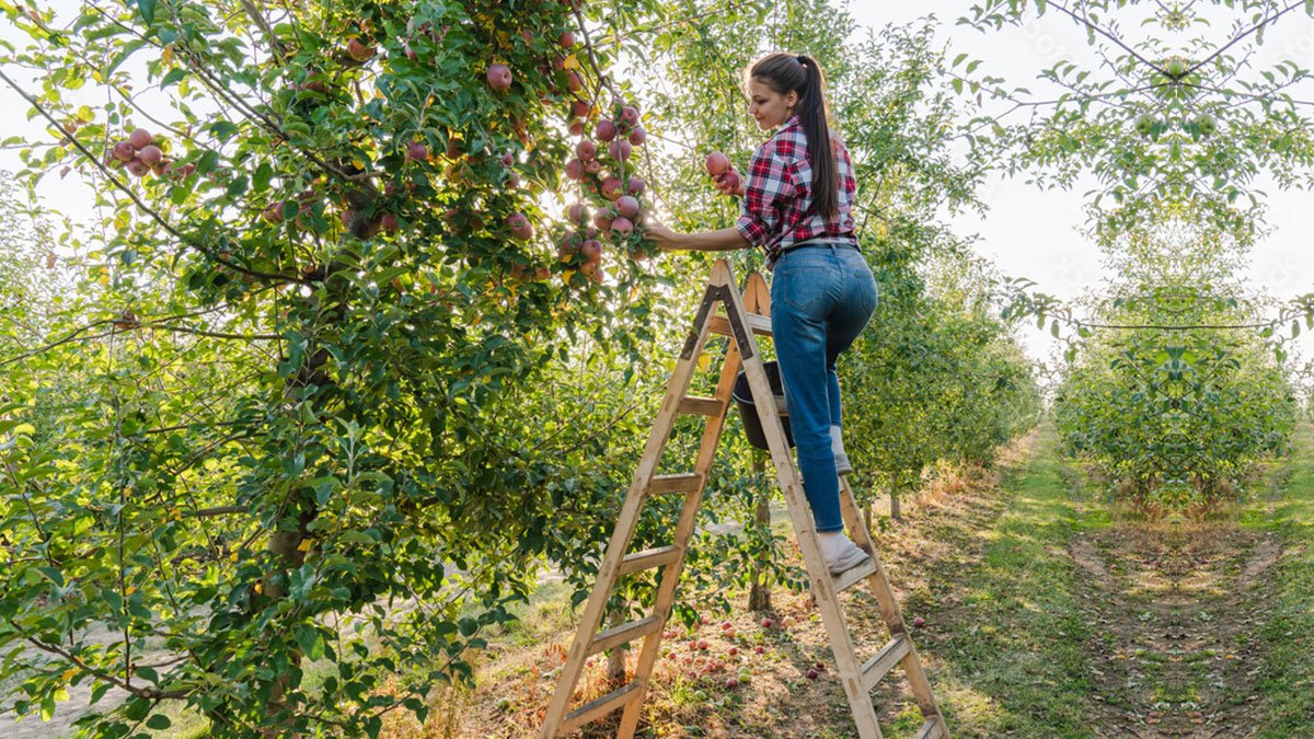 Devletten bu narenciye üreticisine ton başına hibe desteği! İhracat teşviki üreticinin yüzünü güldürdü