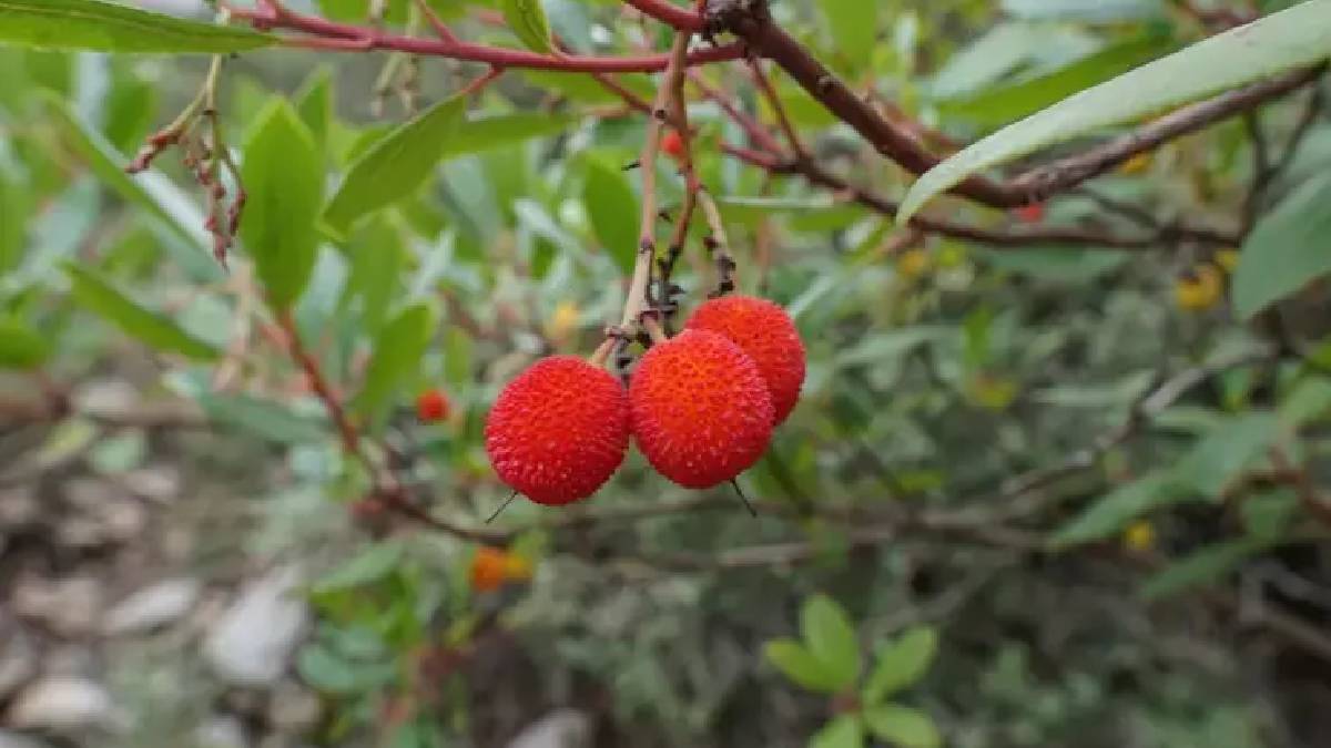 Trakya ve Ege’de kendiliğinden yetişiyor, değeri altınla yarışıyor! Bu meyve Çinlilerin mucize bitkisi: Yemeyen bin pişman olur