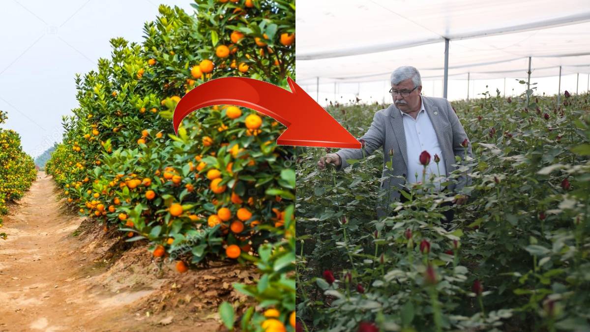 Narenciye yerine ekti iki katını kazandı! 8 ay çalışıyorlar 4 ay dinleniyorlar! Getirisi de oldukça yüksek