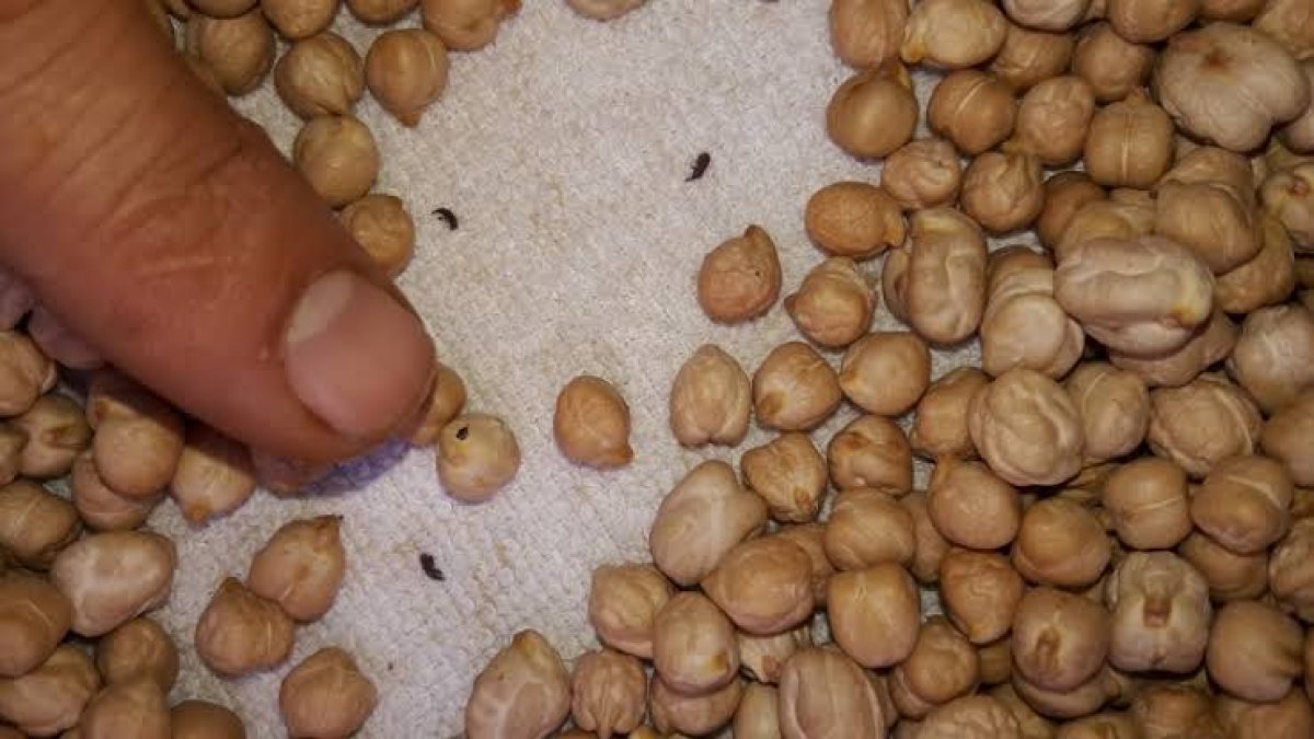 Nohut, pirinç, mercimek kabına 1 tane ondan koyun asla kurtlanmıyor! Bakliyatlarınız tertemiz kalıyor