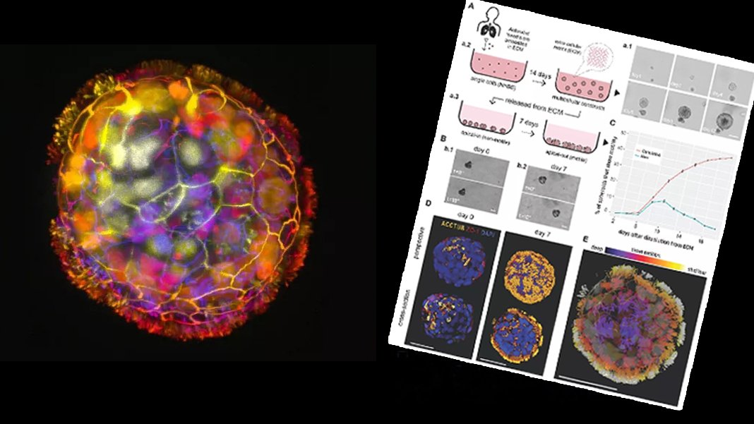 Türk doktora öğrencisinin de içinde olduğu ekipten çığır açacak çalışma: Hücreden küçük canlı robot geliştirdiler