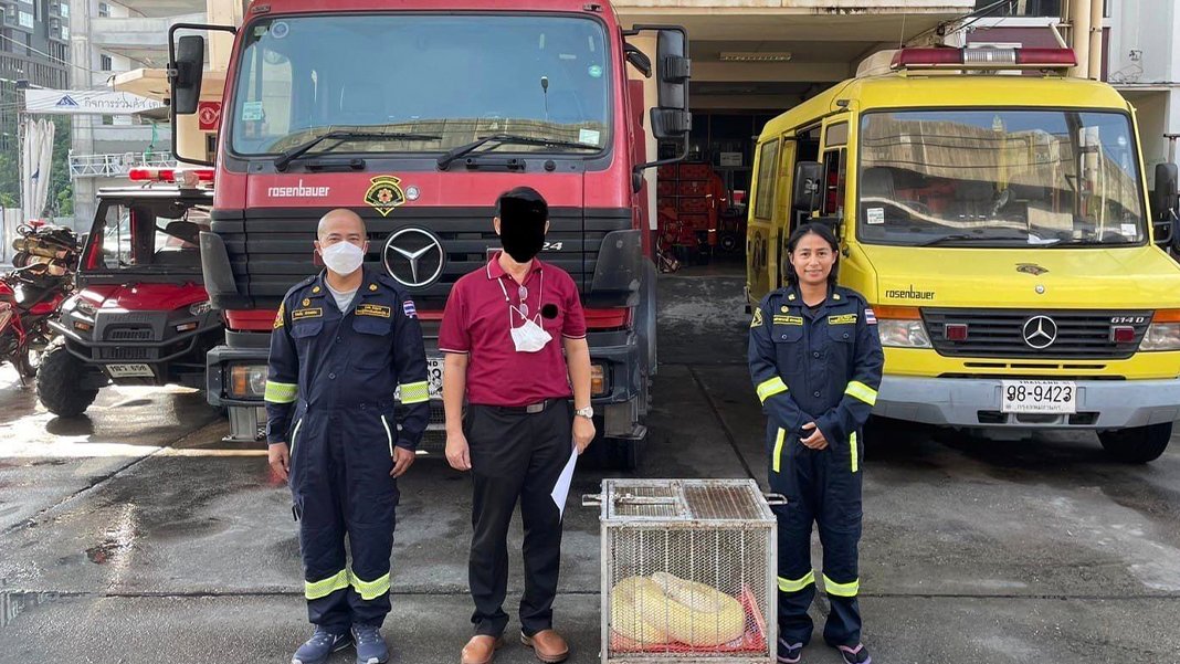 Bangkok’ta 4 metrelik dev piton paniği