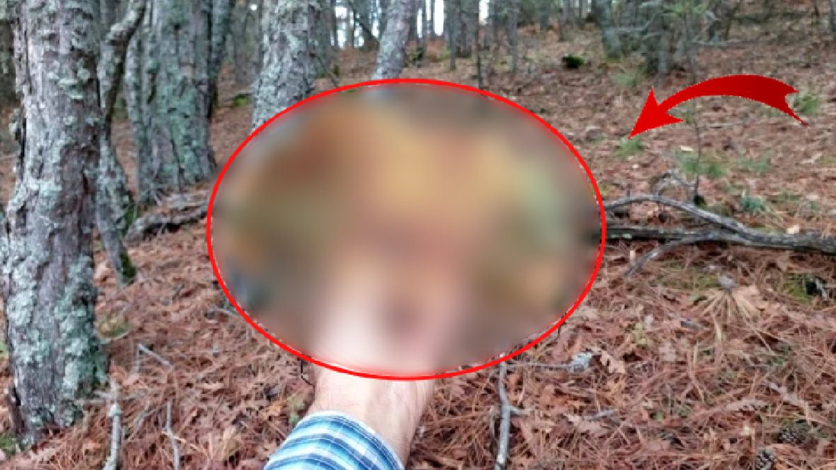 Mantar toplamaya giden köylü gözlerine inanamadı! Öyle bir şey buldu ki: "Hayatımda böylesini görmedim"