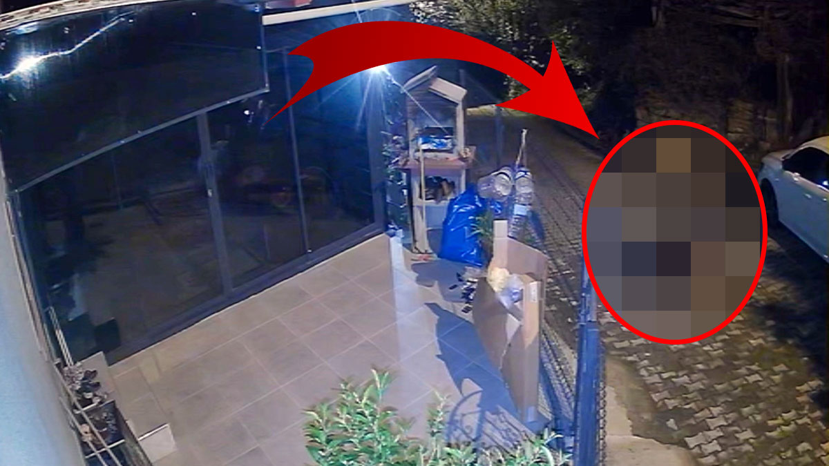 Hiç çekinmeden sokaklarda artık rahatça dolaşıyorlar! Kimsenin gözüne uyku girmiyor, herkes korkudan eve hapsoldu