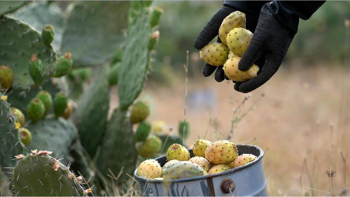 Alanya’da yetişiyor etkisinden dolayı ‘Doktor meyve’ deniyor! Taşın arasında bile meyve veriyor: Tanesi ise sadece 4 TL