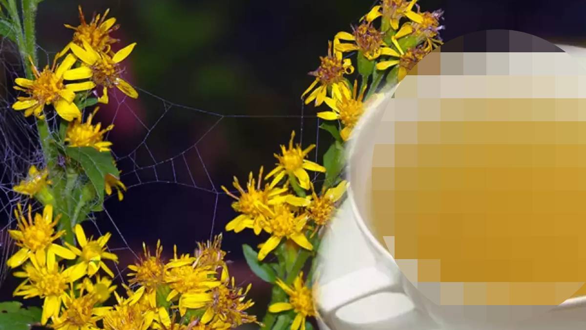 Bu otu tüketenlerin böbrek hastalığından eser kalmıyor! Hem idrar söktürüyor hem iltihabı engelliyor... Mucizeler sunan ot