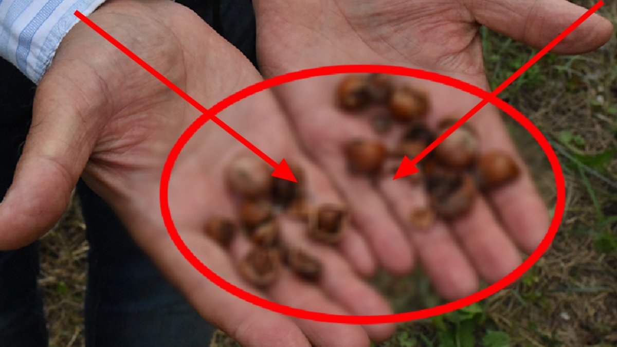 Karadeniz'in yeni kabusu! Emek emek ekilen fındıklar çöp oldu, kimse o fındıkları almıyor: 1 milyar dolar kayıp var