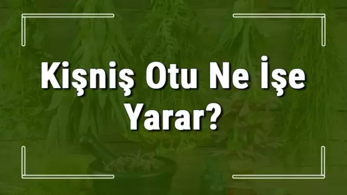 Kişniş Otu: Lezzet ve Sağlık Dolu Bir Baharat