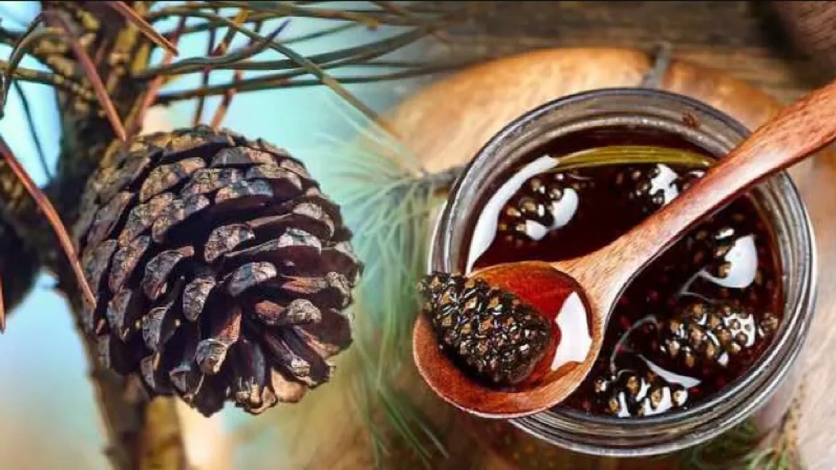 Kozalak Pekmezi: Lezzetli ve Sağlıklı Bir Alternatif