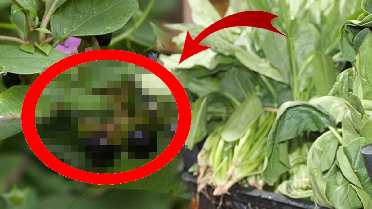 Güzelliğine aldanıp sakın yemeyin! Yiyenleri resmen komaya sokuyor... Hastaneler bu vakayla doldu taştı