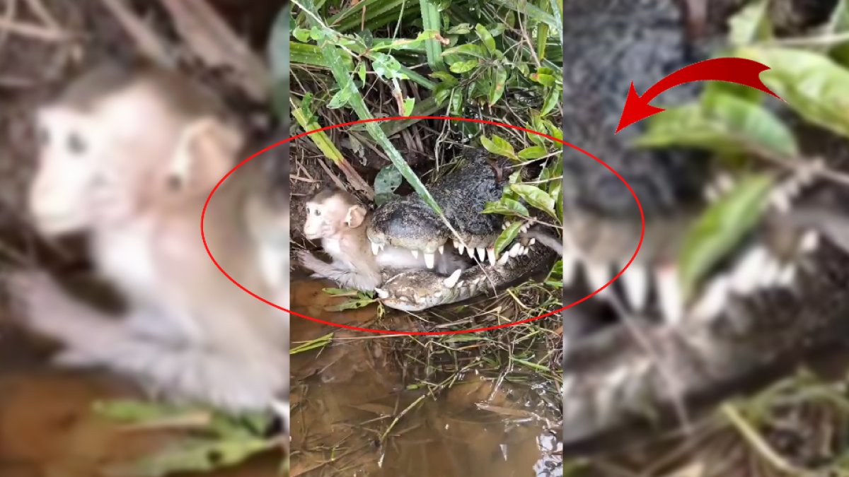 Yavru maymun timsahın ağzına düştü! Görenleri hayrete düşüren anda maymun bakın ne yaptı?