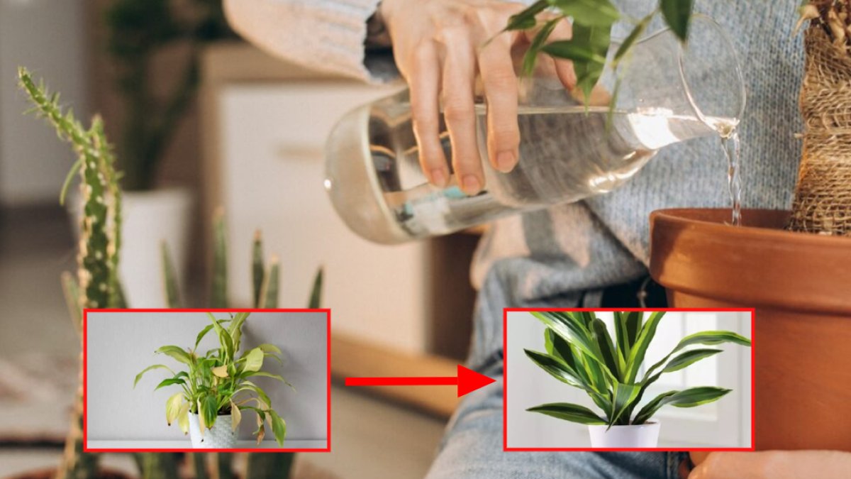 Çiçeklerin dibine bir bardak dökün sonra izleyin! Solan çiçeği bile coşturuyor, çöpe atanlar öğrenince pişman olacak