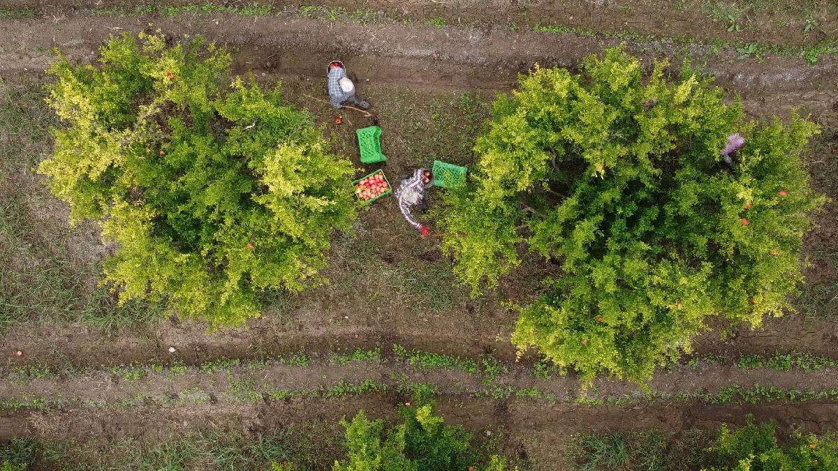 Kazdağları ve Madra Dağları arasından gelen lezzet! Hem bereketli hem de sulu sulu: Bu kadar lezzetlisi sadece Türkiye’de