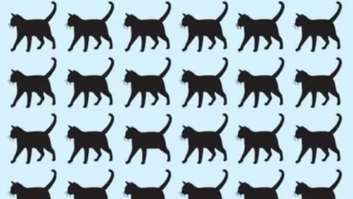 Beyin yakan bulmaca! Resimdeki farklı kediyi en zekiler bile bulamadı! 5 saniyede bulanların IQ'su 140 çıkıyor...