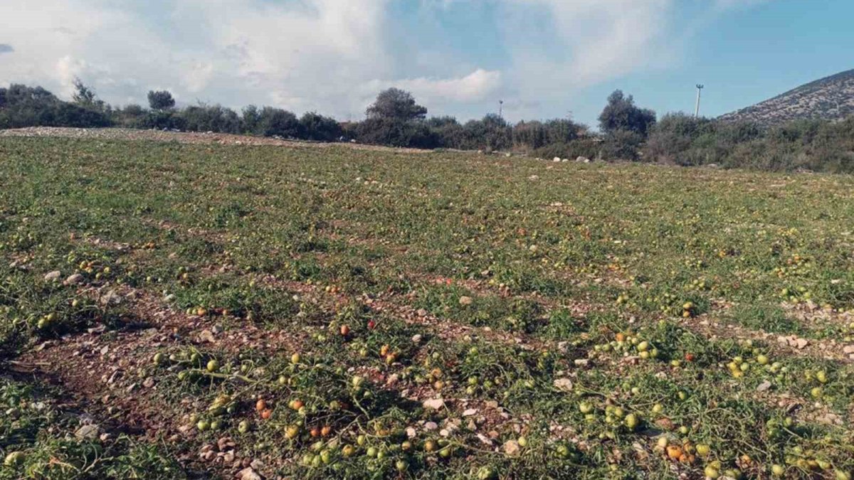 Hasada hazır olan ürünler çöp oldu! 70 dönüm domateslerin hepsi zarar gördü: Üreticilerin emeği boşa gitti