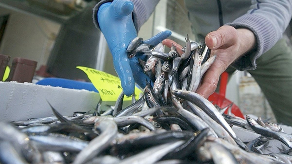 Hamsi ihracatı yüzde 20 arttı