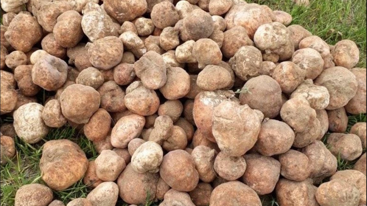 Keme Mantarı: Doğada Gizlenen Tehlike