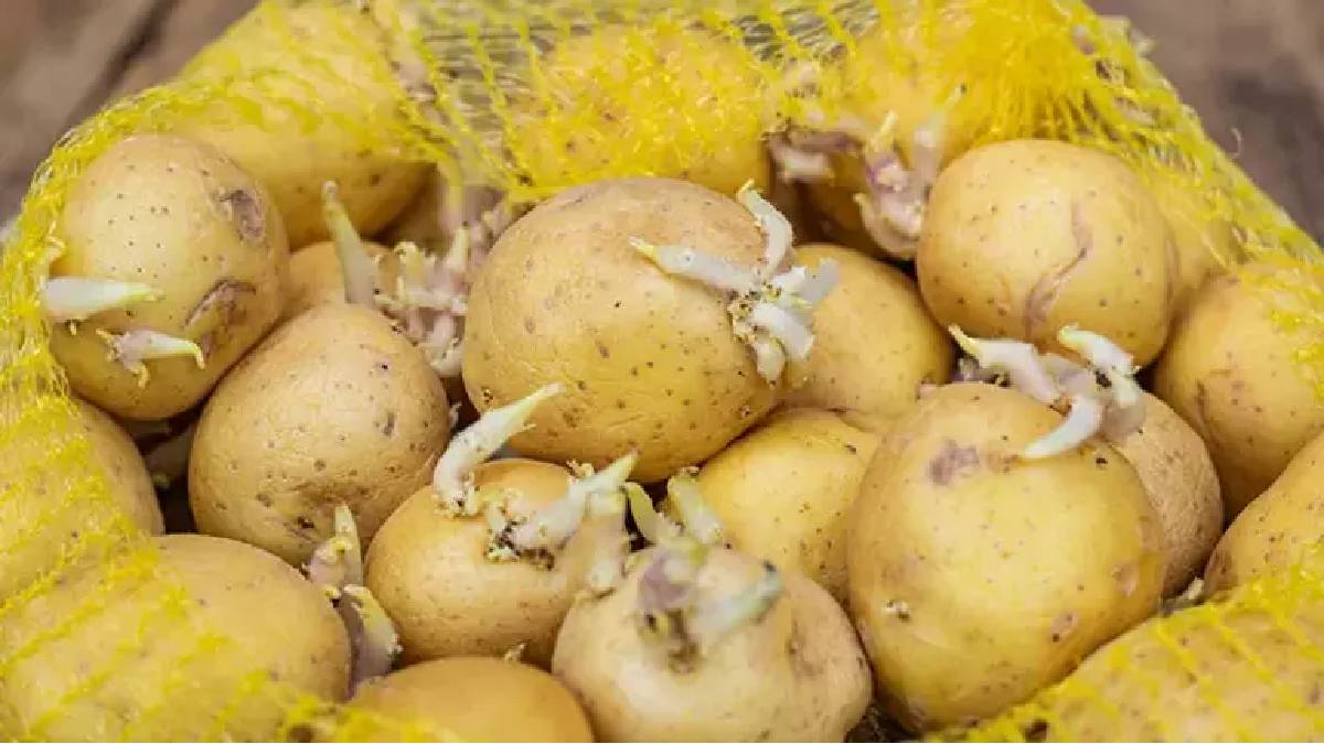 Filizlenen patateslere veda edin! Bu basit yöntemi deneyin ilk günkü gibi taze yiyin