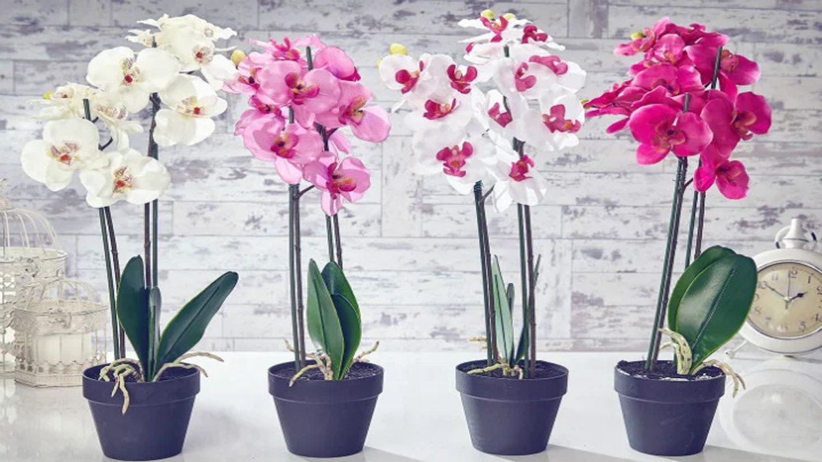 Orkide bakımı nasıl yapılır?