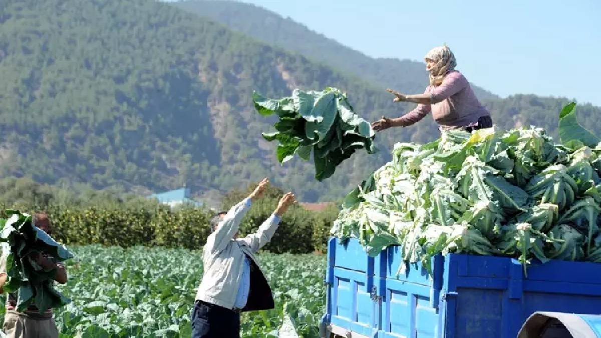 Pazarcılar bunu duymasın! Fiyatı ucuz faydaları çok: Herkes yapraklarını atıyor ama asıl vitamini orada çıktı