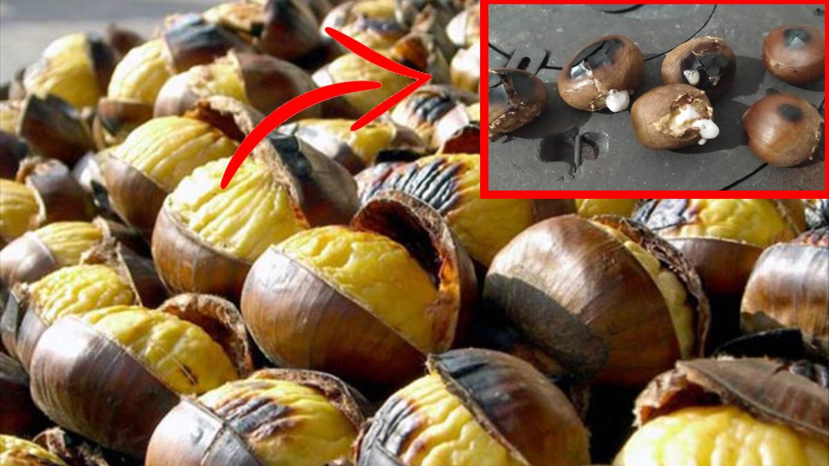 Pişirdiği kestane köpürünce ortaya çıktı! Ucuz diye Çin kestanesi piyasaya sürüldü: Peki Çin kestanesi nasıl ayırt edilir?
