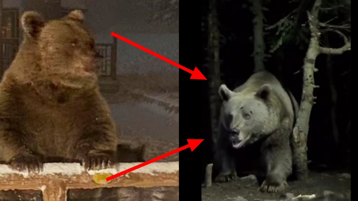 Uludağ'da kış uykusuna yatamayan ayı sonunda uyumuştu! O ayıdan haber var: Maalesef yine uyandı