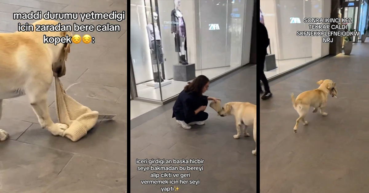 Köpek lüks mağazadan bereyi alıp kaçtı