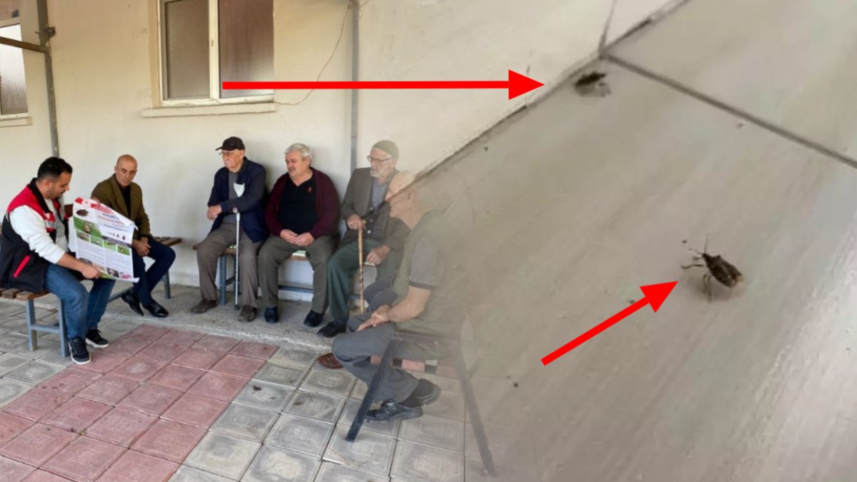 Gördüğünüz yerde öldürün denilmişti! Kahverengi kokarcaya resmen savaş açıldı: Kapı kapı dolaşıp herkesi uyardı