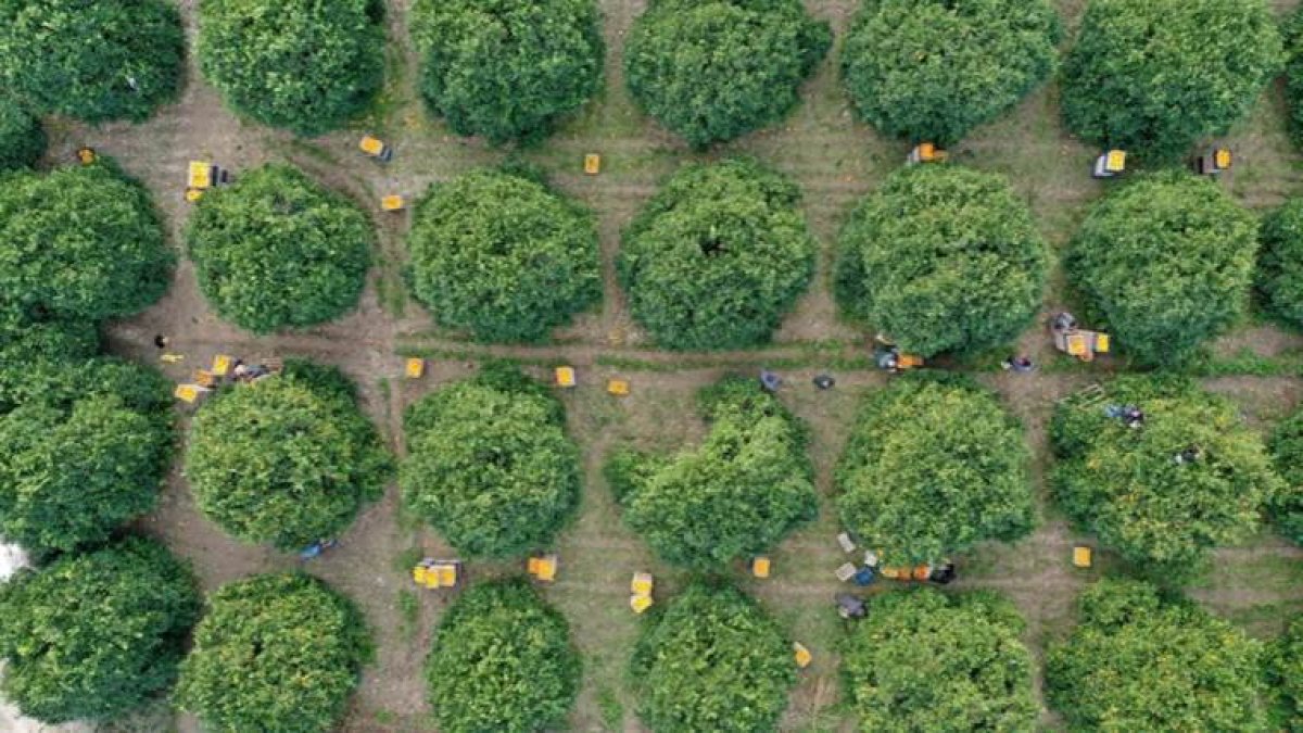 Antalya'nın tescilli meyvesinde hasat heyecanı! Almanya Türkiye'ye bile bırakmıyor, her şehirden büyük talep var