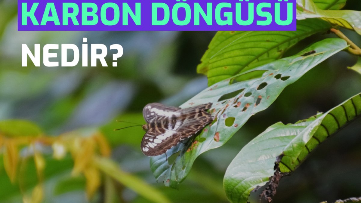 Karbon Döngüsü: Doğanın Gizli Döngüsü